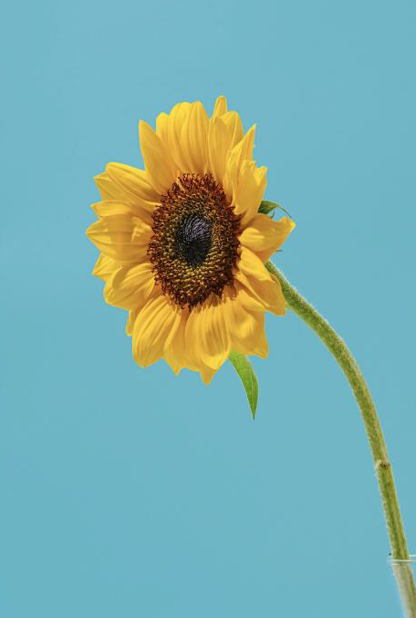 photo of a sunflower in front of a light blue background
